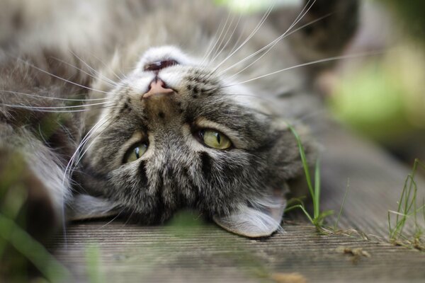 Кошка серая возле травинки отдыхает вверх усами, но глаза следят за вами