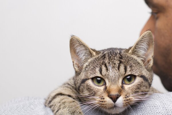 The look of gray eyes of a cat on a man s shoulder