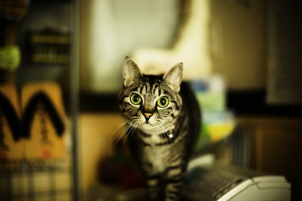 Lo sguardo di studio di un gatto domestico