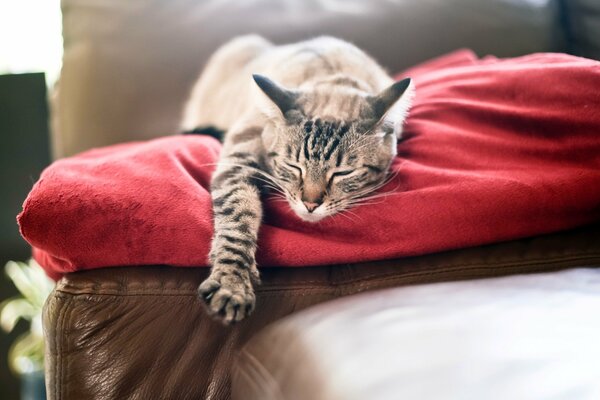 Sleeping cat on a red blanket