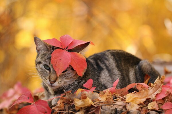 Grey cat with red leaves on its head