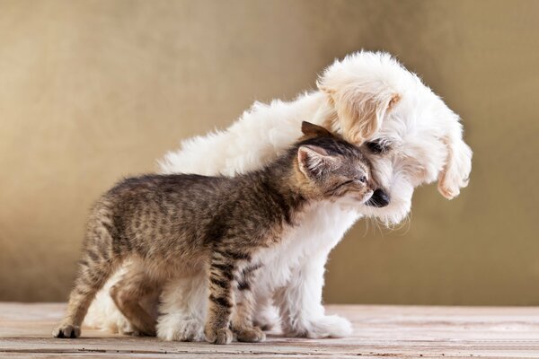 Petits Chiens et chats amis