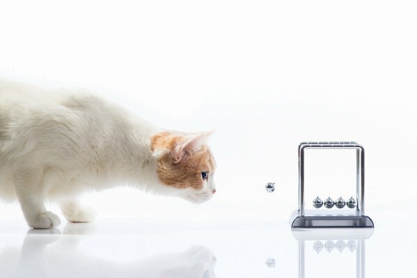 The cat looks at the anti-stress balls