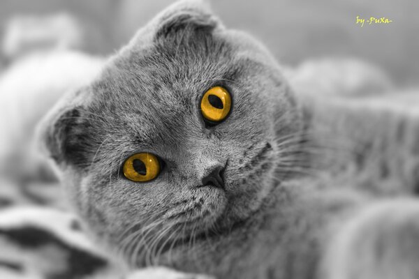 Le regard des yeux jaunes Scottish fold