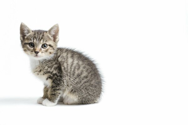 Petit chaton sur fond Uni blanc