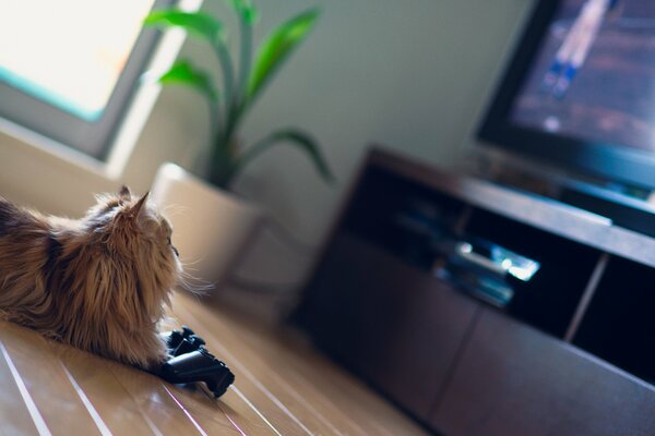Gato Margarita con joystick en la pantalla