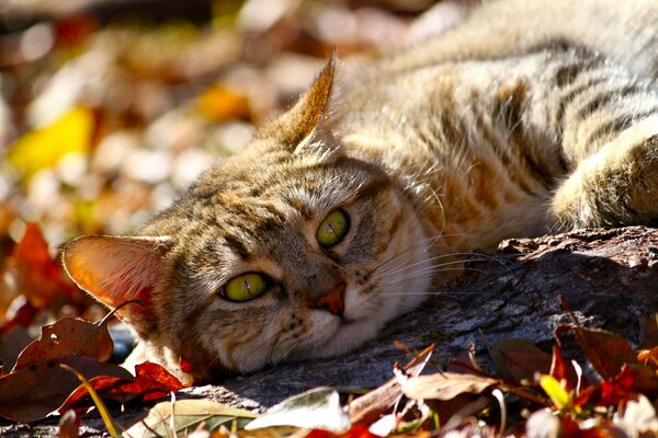 Gatto dagli occhi verdi che riposa nelle foglie