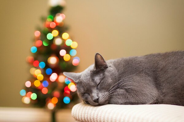 A gray cat sleeps on the background of a Christmas tree