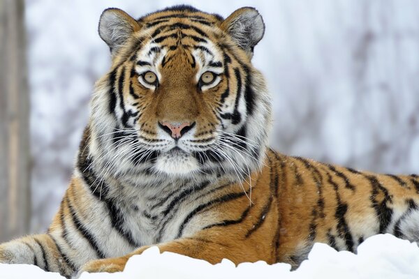 A big striped tiger in the snow
