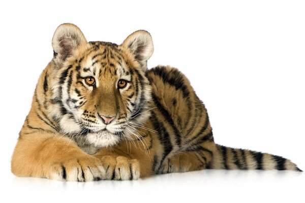 A predatory tiger on a white background