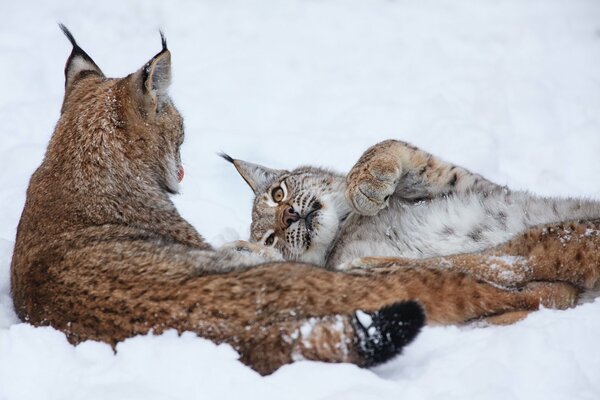 Couple de Lynx en hiver dans la neige