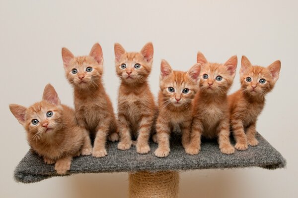 Red kittens are sitting on a stand