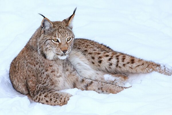 Lynx souriant se trouve sur la neige