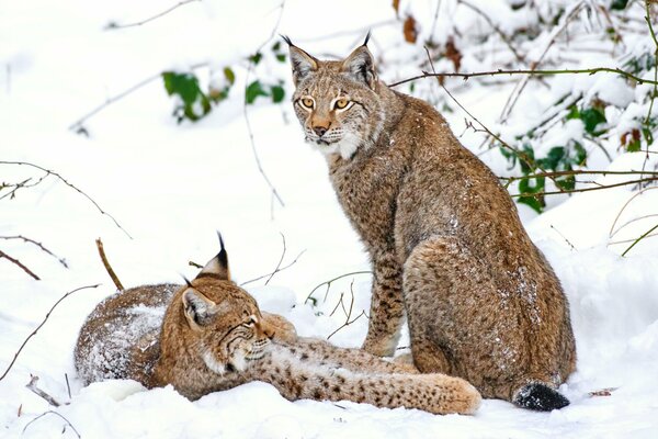 Couple de Lynx dans la neige