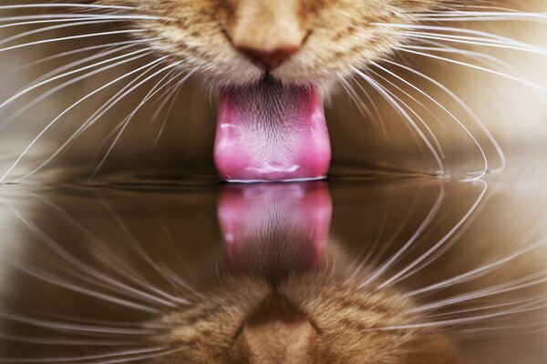 Reflection of the tongue of a red cat in a puddle