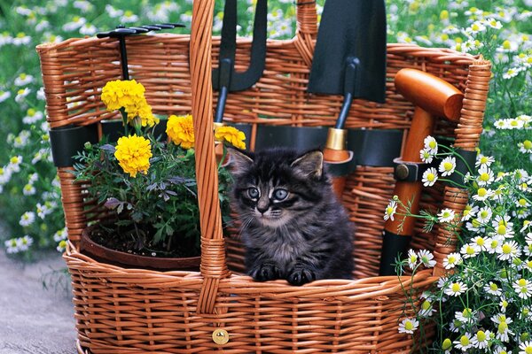 Gatito en una cesta de mimbre con flores