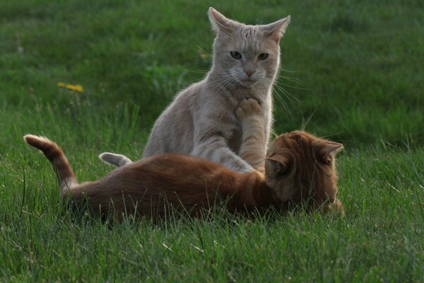 Jeu de deux chats rouges dans la clairière