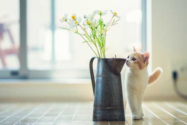 A cat sniffs an old jug of flowers