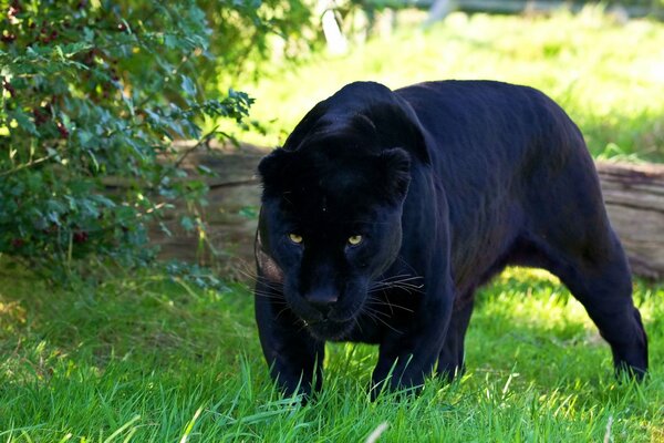 A predatory panther with a ferocious look