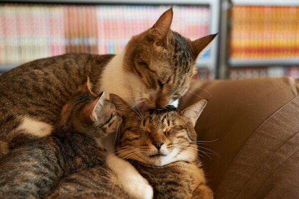 Familia felina. Gato, gato y gatito