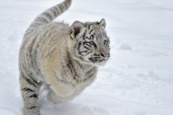 Tiger cub runs through the snow photo