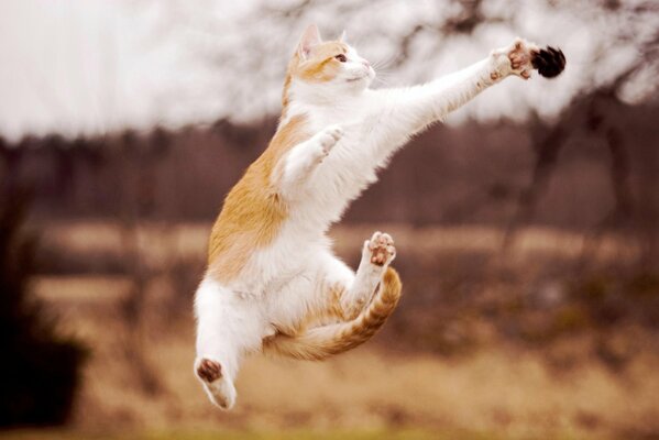 A white-red cat in flight