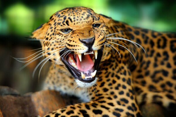 The leopard bared its jaws in rage