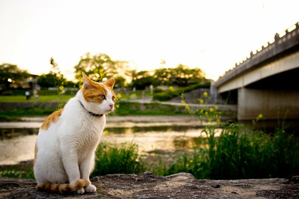 Cat on the background of the river