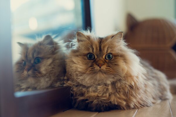 The cat is reflected in the mirror