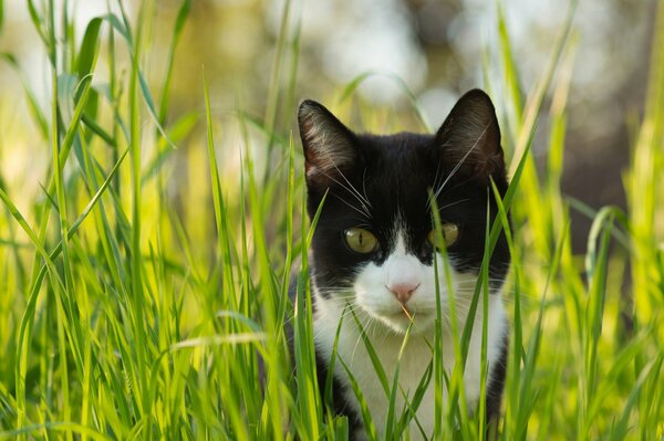 Cat grass summer