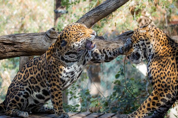 A pair of predatory jaguars play