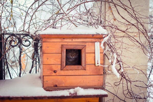 Gato en la casa para pájaros esponja de invierno