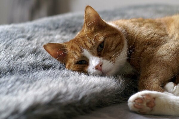 Gatto rosso con zampe bianche giace sul copriletto