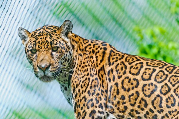 Il giaguaro ha un vero sguardo da predatore