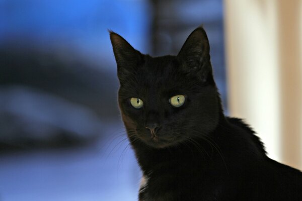 Schwarze Katze Straße Augen