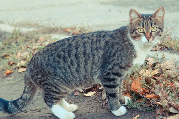 Eine Katze geht im Herbstgarten spazieren