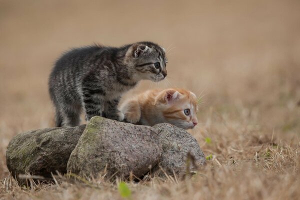 Mioyen gatitos. La caza de la piedra