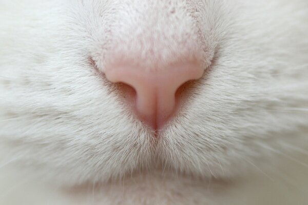 Pink nose of a white cat in macro