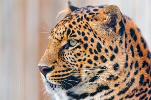 Museau de léopard avec des yeux bleus dans le profil