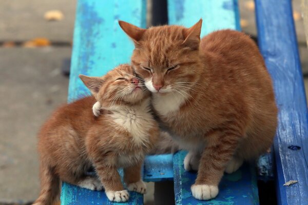 Mamá gato abrazando gatito