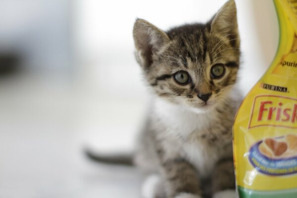 Grey kitten looks at the food