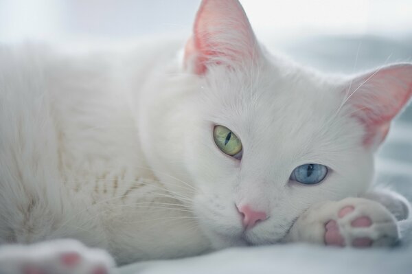 Eine Katze mit bunten Augen, eine ungewöhnliche Katze, eine weiße Katze, eine weiße Katze, eine schneeweiße Katze