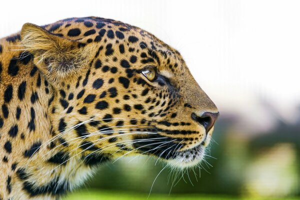 Der räuberische Blick eines erwachsenen Leopardas