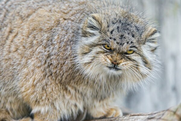 Il gatto più gigante del mondo