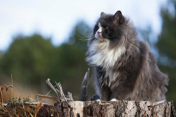 Chat gris moelleux assis sur une souche d arbre