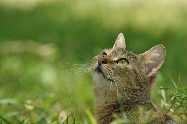 Striped cat looks at birds