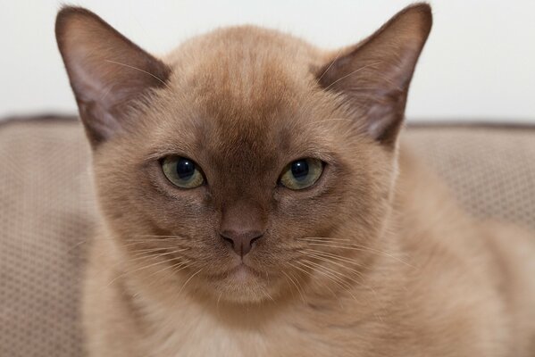 Das wählerische Gesicht einer burmanischen Katze