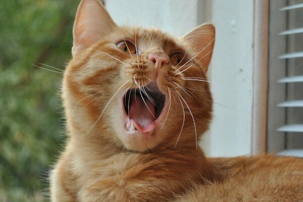 Pelirroja gato bosteza en la ventana