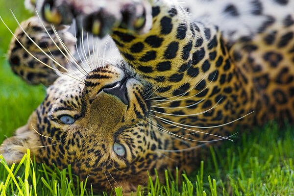 A young leopard on the green grass