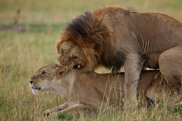 Les jeux d amour d un couple de lions